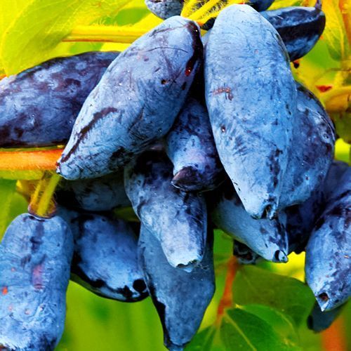 ���������� ��������� ��������  