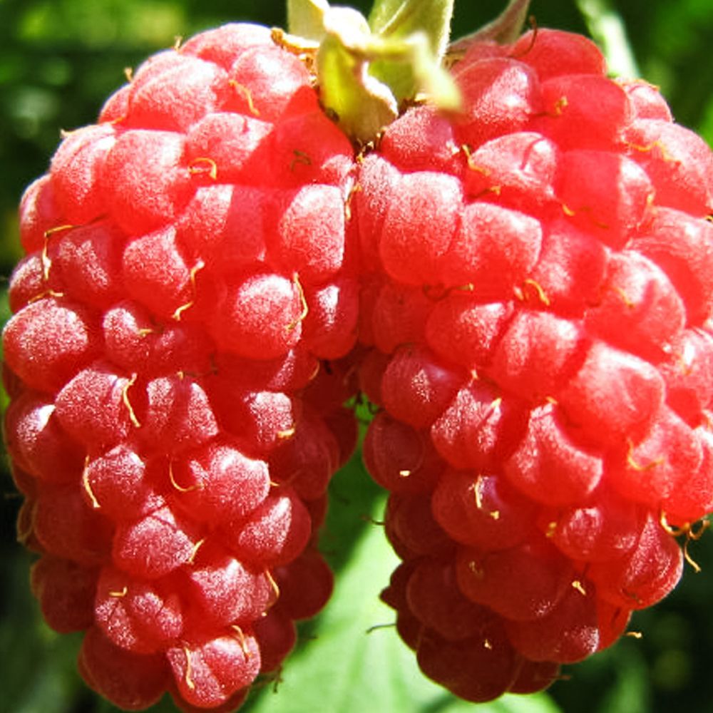 ���������� ������ ������������� � �������� ������� ���������  