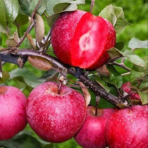 ���������� ������ ����������� ���� ������  