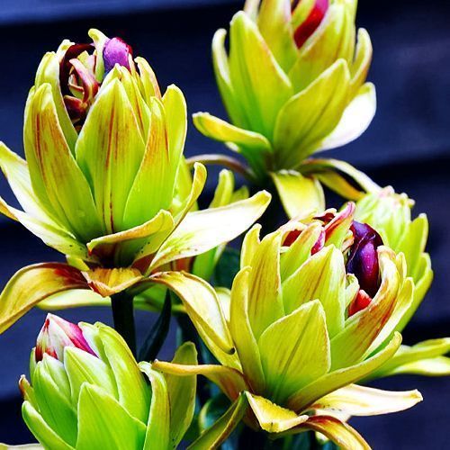 ���������� ����� ��������� �������� ������� ����  