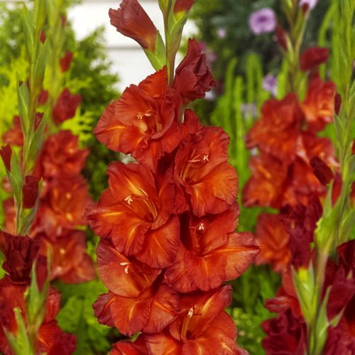 ���������� ��������� ��������������� �������  