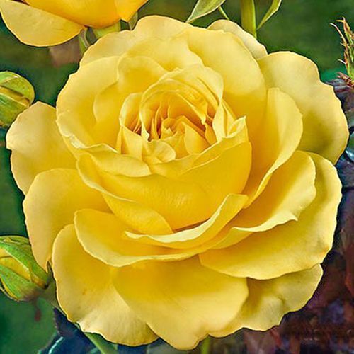 ���������� ���� �����-��������� ��������  