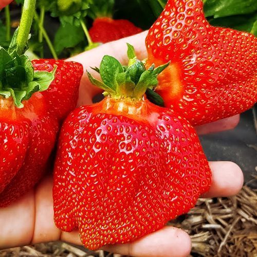 ���������� ��������� ������������� ����� ��������  