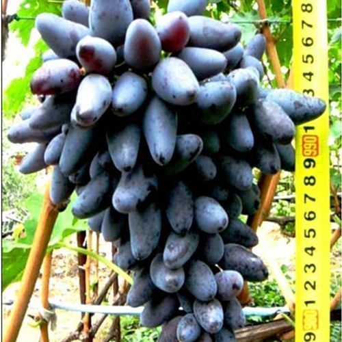 ���������� �������� ������  