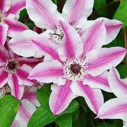 ���������� ������� ��������� ���������������� ��� �������  