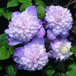 ���������� �������� ��������������� �������� ����  