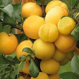 ���������� ����� ������� (�����) ����  