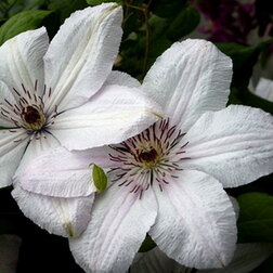 ���������� �������� ��������������� ���� ������ ����������  