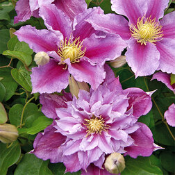 ���������� �������� ��������������� �����  