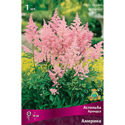 ���������� �������� ������� (�������)  