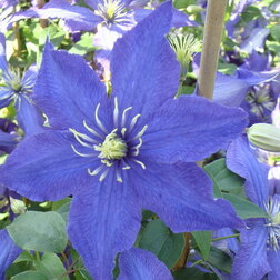 ���������� �������� ��������������� �������  