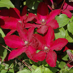 ���������� �������� ��������������� ������������ (1-�����)  