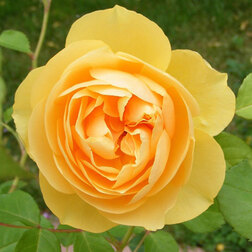 ���������� ���� �������� ������ �����  