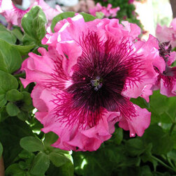 ���������� ������� ��������������� ����� (1��-100�����) ���������������� ������  