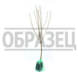 ���������� ����� (���) ����-����� (1-2� �����) (������ ����� �����������) (� �����)  