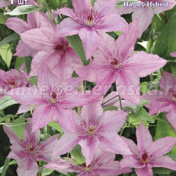 ���������� �������� ��������������� ����� ������� (1-�����)  