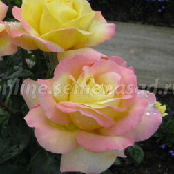 ���������� ������� ���� ������ ��� (���) �����-���������  