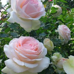 ���������� ���� ����� ��������� ����� �����  