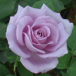 ���������� ���� �����-��������� ��-��  