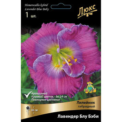 ���������� �������� ��������� �������� ��� ����*  