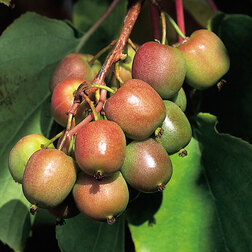 ���������� ��������� ������ ������  