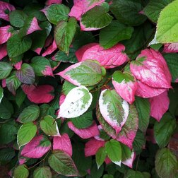 ���������� ��������� ��������� ����  