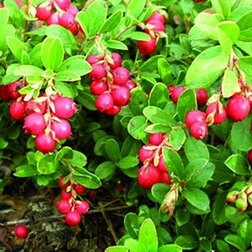 ���������� ������� �������� ������  