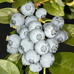 ���������� �������� ������������ �����  