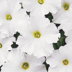 ���������� ������� ����������� ����� ���� (1��-10 000�����)  