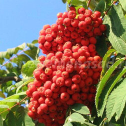 ���������� ������ ����������� (������ ������ ������������) (� �����)  