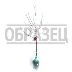 ���������� ����� ������� (�����) ������� (������ �����) (� �����)  