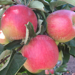 ���������� ������ ����� (������ ��������) (� �����)  