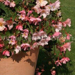 ���������� ������� ��������� ������ ������-����� (1 ��-100�����) ���������������� ������  