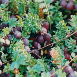 ���������� ������ ������������� ��� ���  