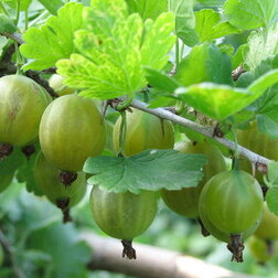 ���������� ��������� �������  