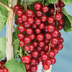 ���������� ��������� ������� ������  