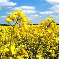 ���������� ���� ������ (1��-100��)  