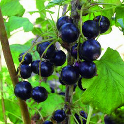 ���������� ��������� ������ ���������  