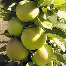 ���������� ������ ������������� ������ (������ �-9, ����������)  