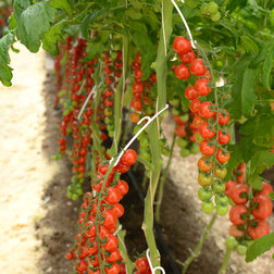 ���������� �������������� ��� ������� - ������� ������ (10��.)  