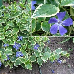 ���������� �������� ������� ��������  