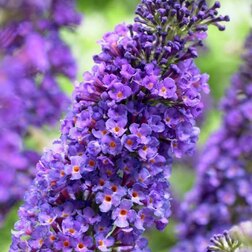 ���������� ������� ������ ������ ���  