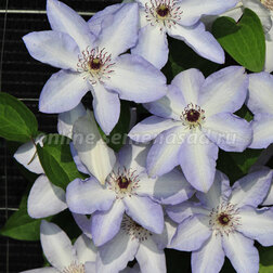 ���������� �������� ��������������� ���� �����  