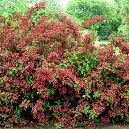 ���������� ������� �������� ������� ������� ����  