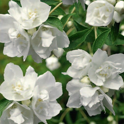 ���������� ������ ������� (��������) ������� ����  