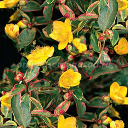 ���������� �������� ������ ��������  