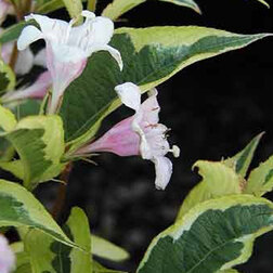 ���������� ������� �������� ������� ���� ���������  