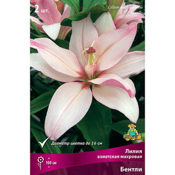 ���������� ����� ��������� �������� ������ (2 ��.)  