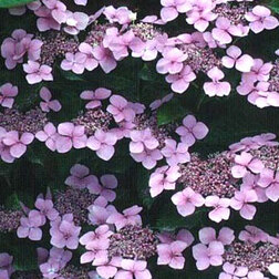 ���������� ��������� �������������� ������ ��������  