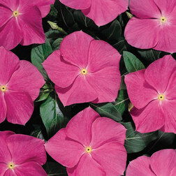 ���������� ���������� ������� ��� ���� (1��-100��) ���������������� ������  